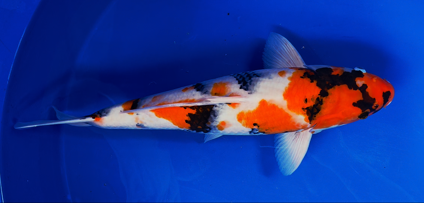 Screenshot 2025-09-17 153936