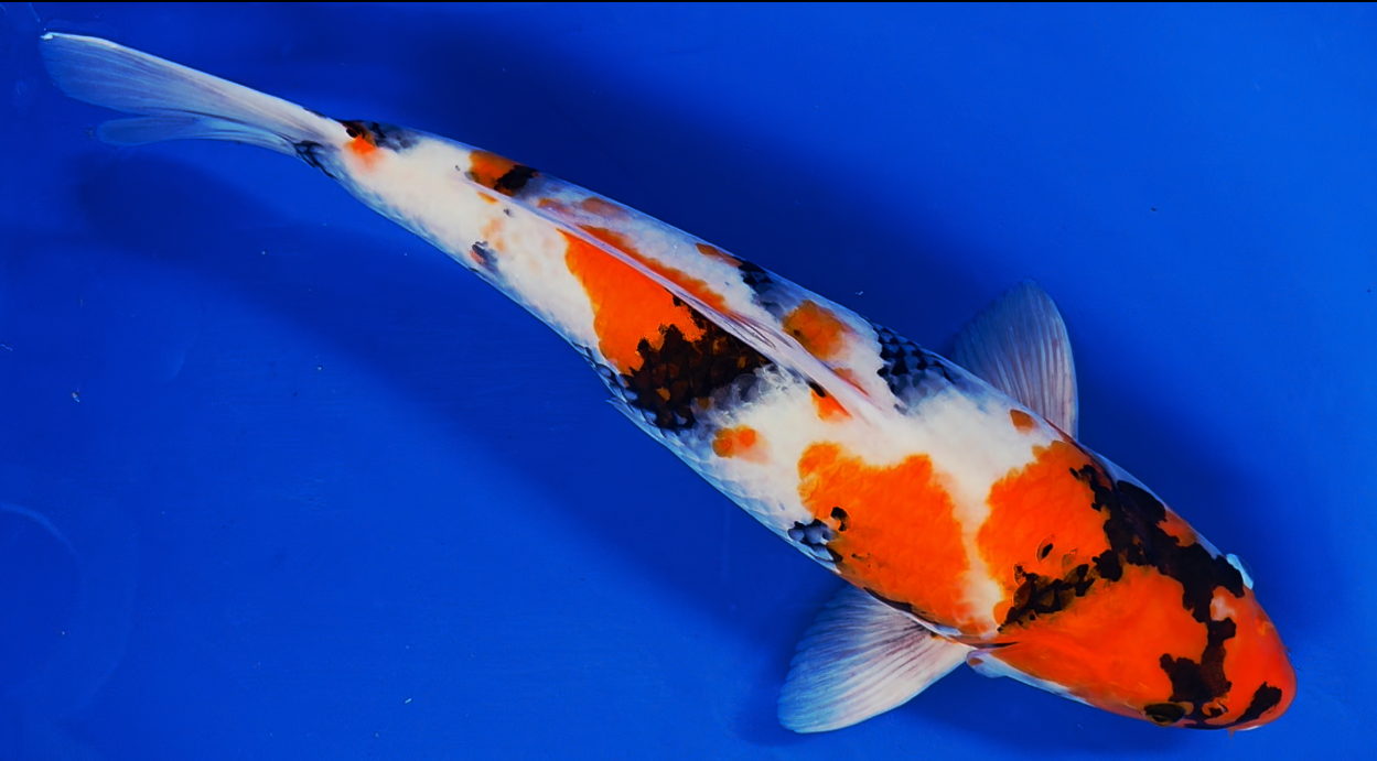 Screenshot 2025-09-17 154000