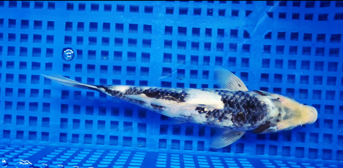 Screenshot 2025-09-19 143843