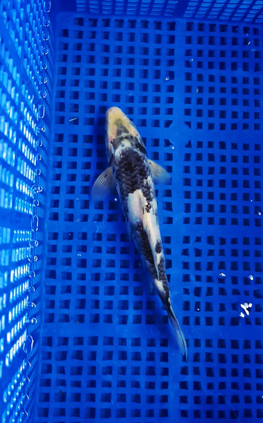 Screenshot 2025-09-19 144044