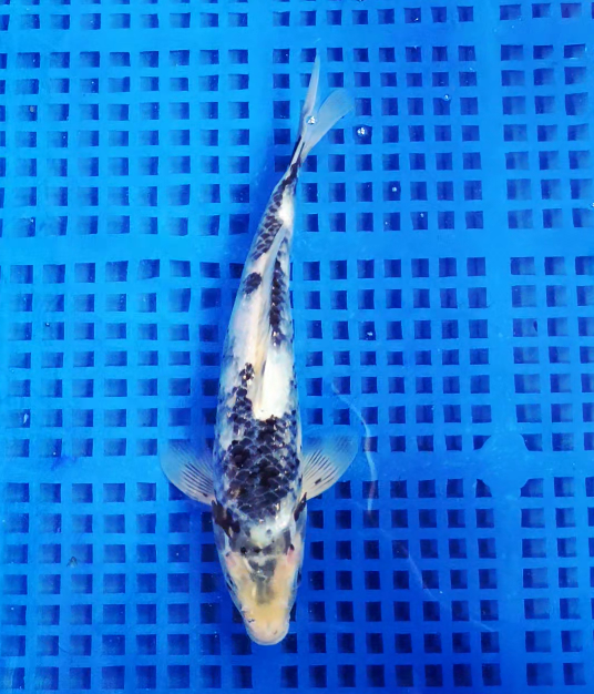 Screenshot 2025-09-19 144058