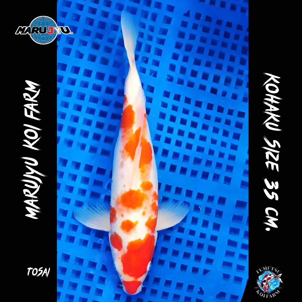 มารูจู จุ๊ดจู๋