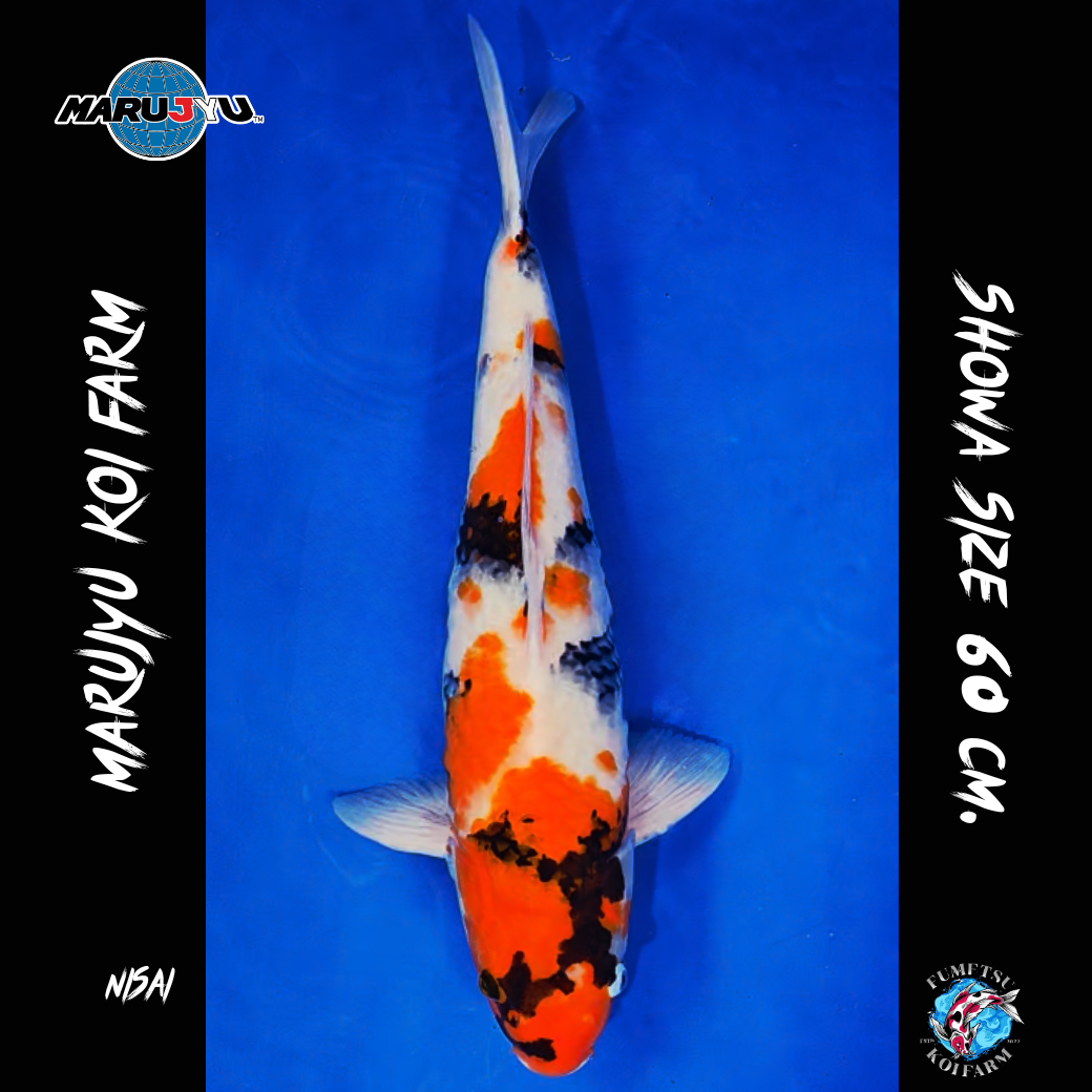 มารูจู จุ๊ดจู๋