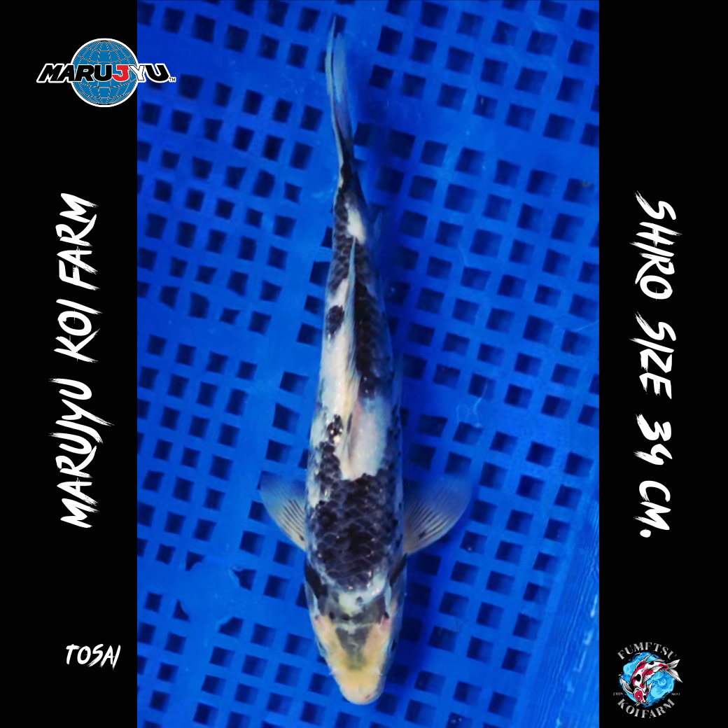 มารูจู จุ๊ดจู๋ (2)