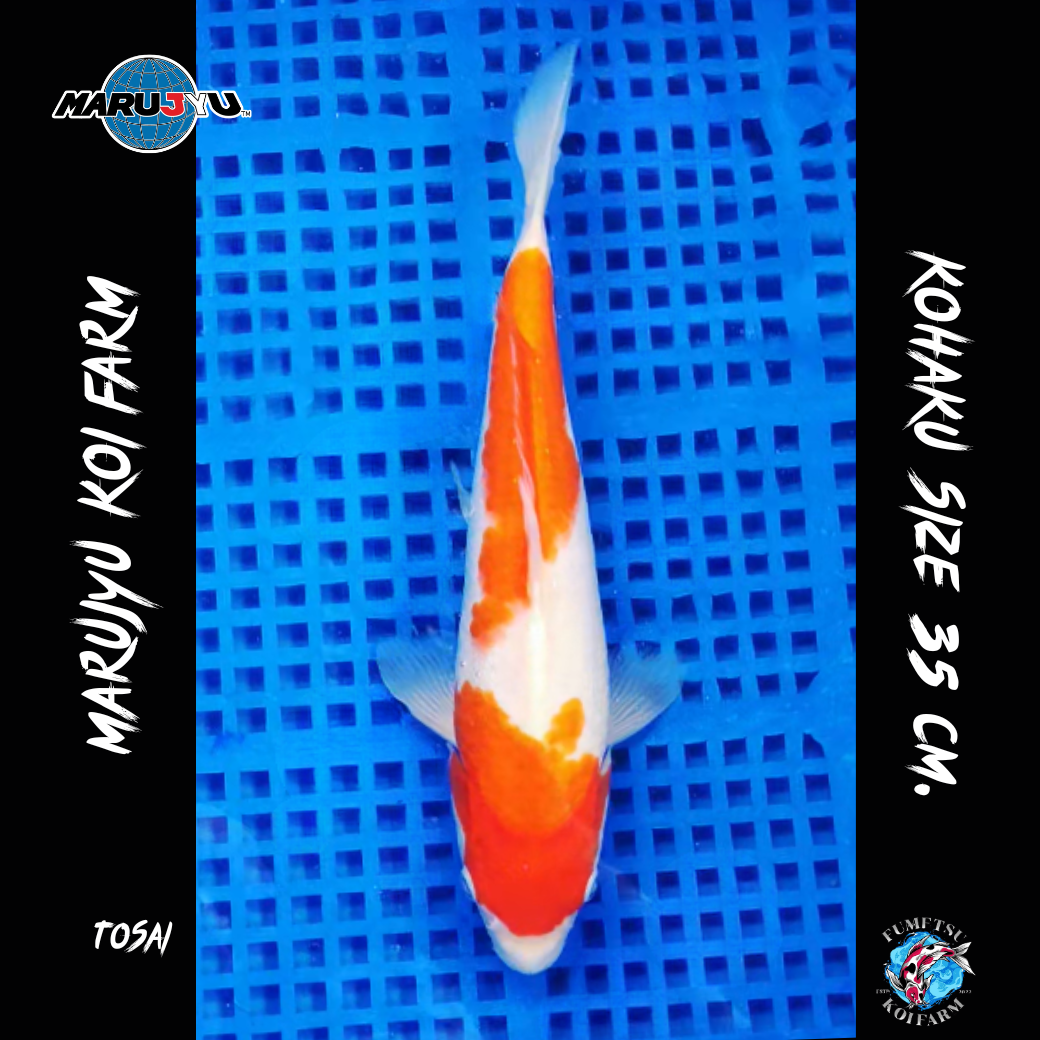 มารูจู จุ๊ดจู๋