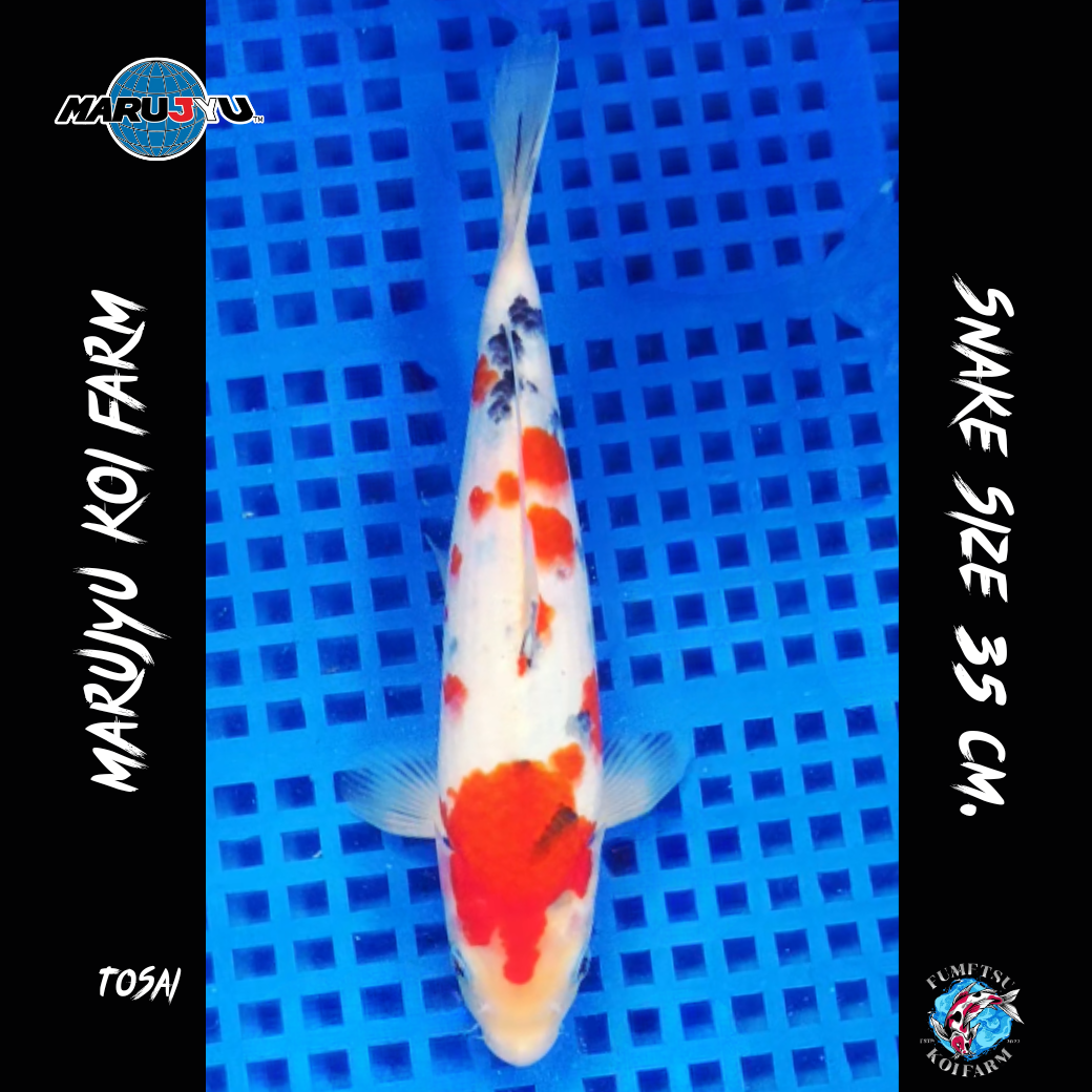 มารูจู จุ๊ดจู๋ (3)