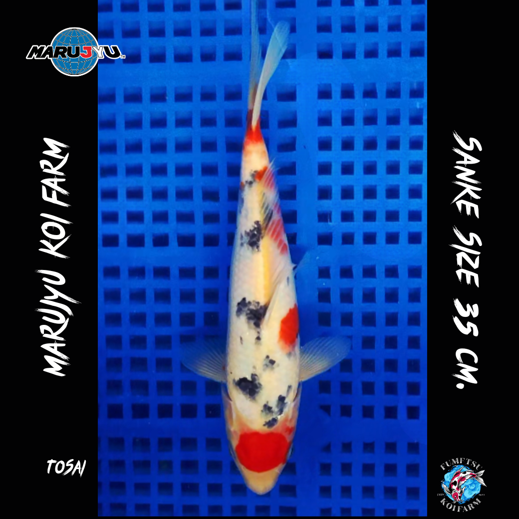 มารูจู จุ๊ดจู๋ (3)