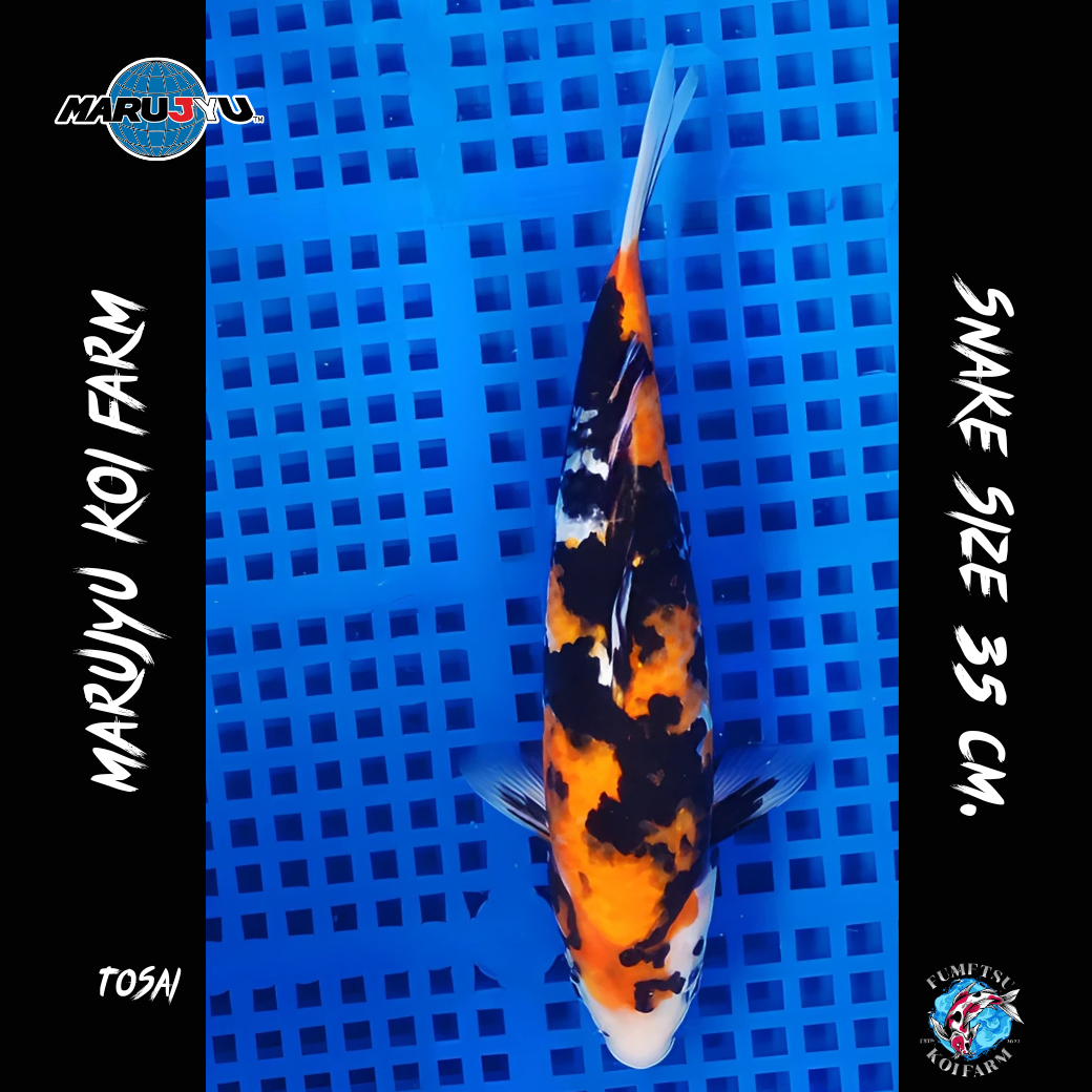 มารูจู จุ๊ดจู๋ (4)