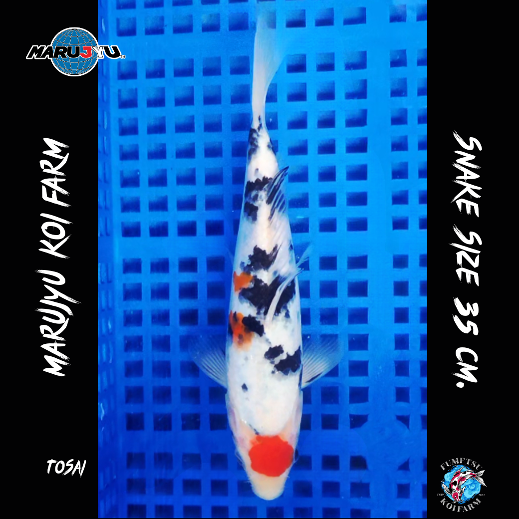 มารูจู จุ๊ดจู๋ (5)