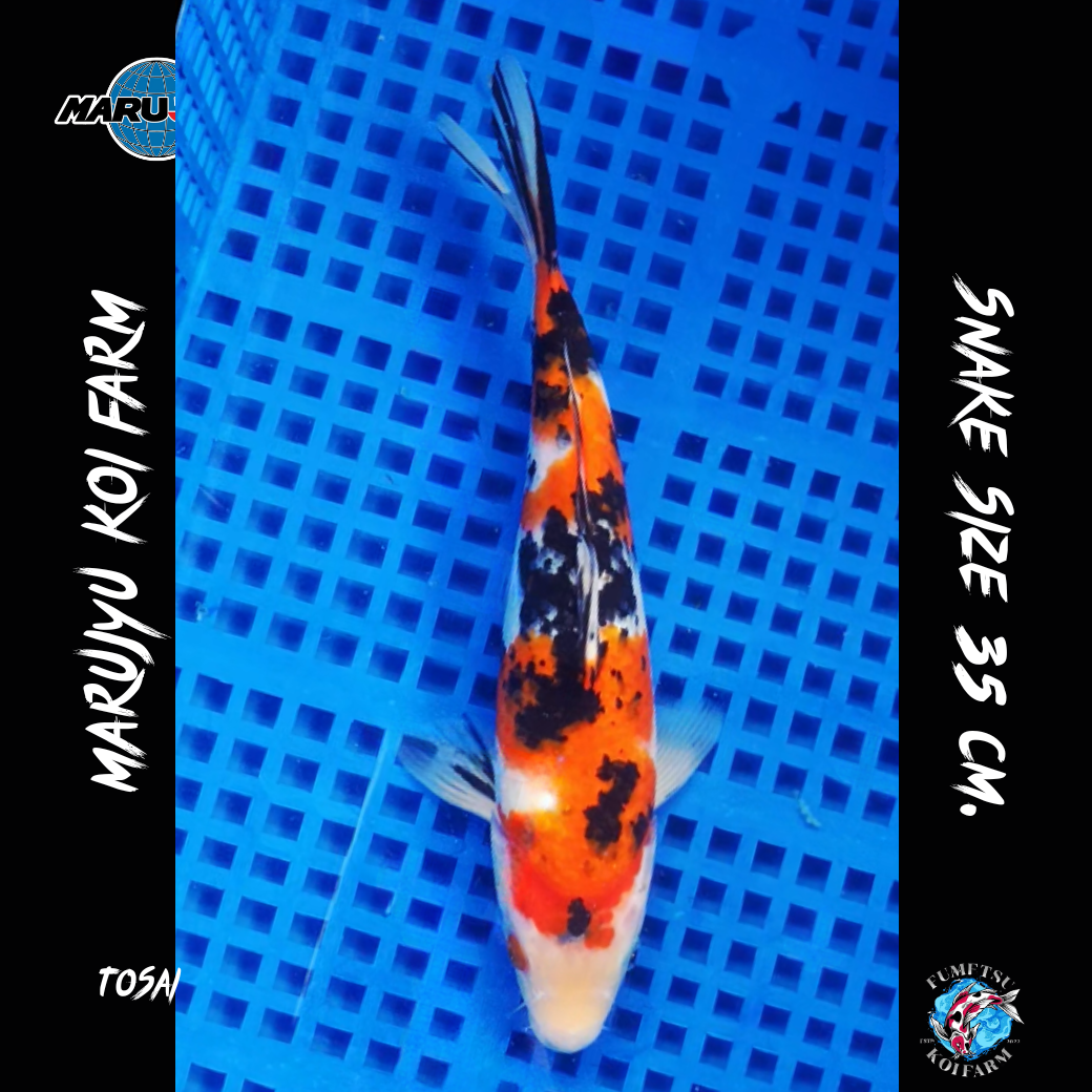 มารูจู จุ๊ดจู๋ (7)