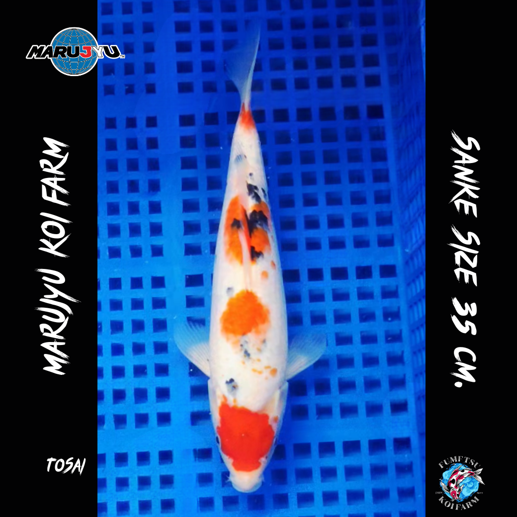 มารูจู จุ๊ดจู๋