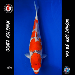 Nisai Goshiki 50 cm. F07