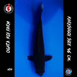 Nisai Karasugoi 46 cm. F07