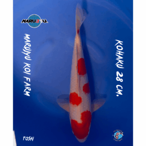Jumbo Tosai Kohaku 28 cm. F01