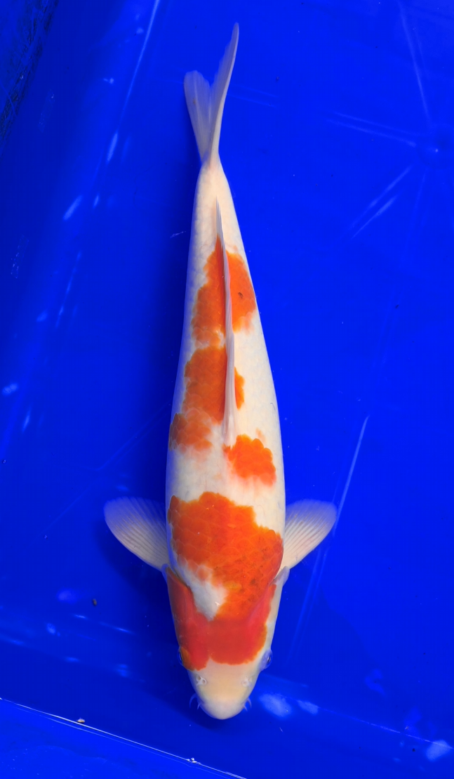 Screenshot 2026-01-15 142215