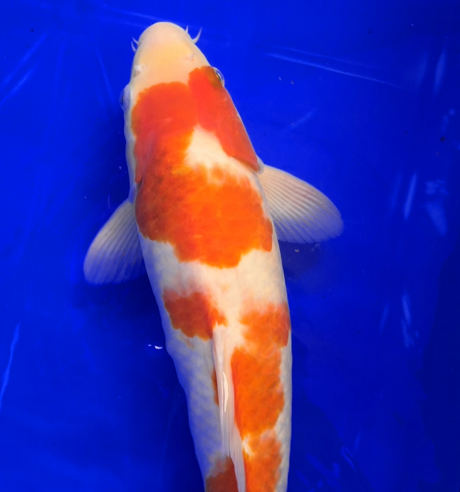 Screenshot 2026-01-15 142350