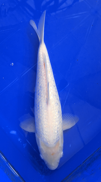 Screenshot 2026-01-22 145118