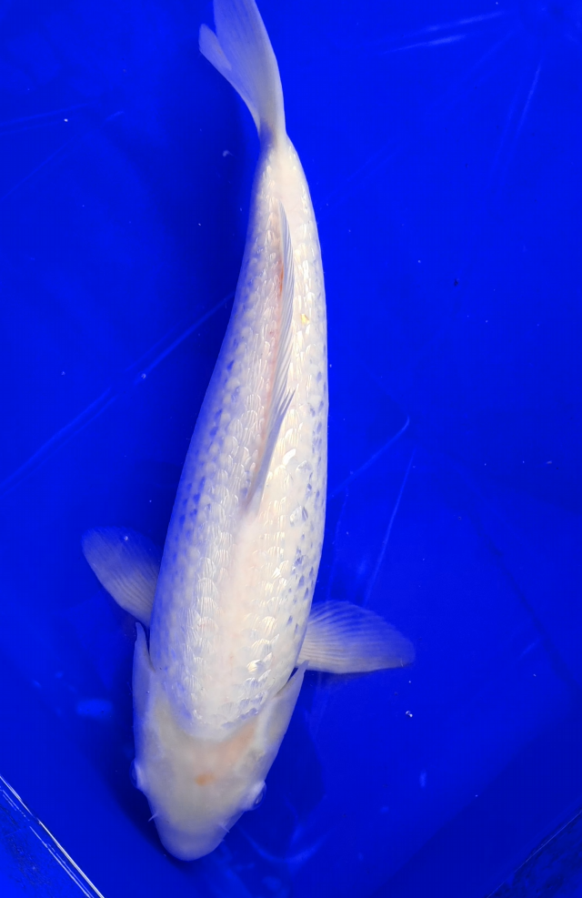 Screenshot 2026-01-22 150334