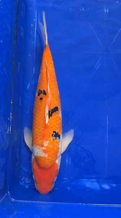 Screenshot 2026-01-22 150733