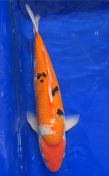 Screenshot 2026-01-22 151319