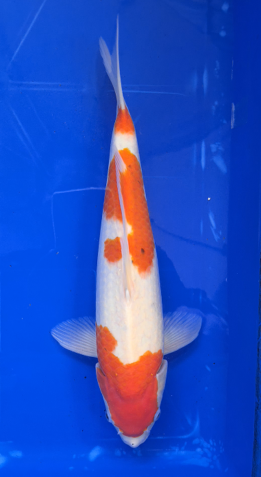 Screenshot 2026-01-22 152008