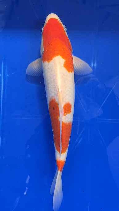 Screenshot 2026-01-22 152112