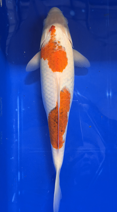 Screenshot 2026-01-22 155321