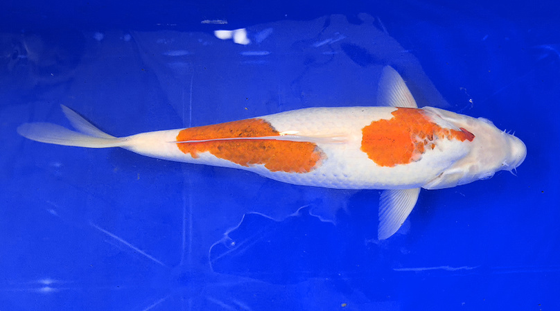 Screenshot 2026-01-22 155450