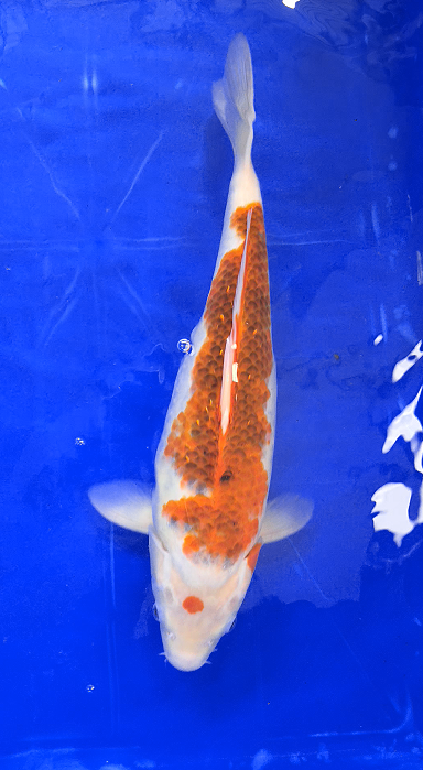 Screenshot 2026-01-22 160759