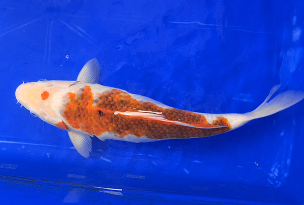 Screenshot 2026-01-22 161113