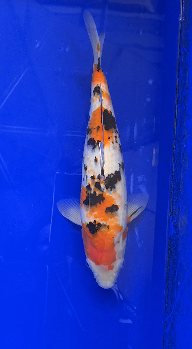 Screenshot 2026-01-22 163014