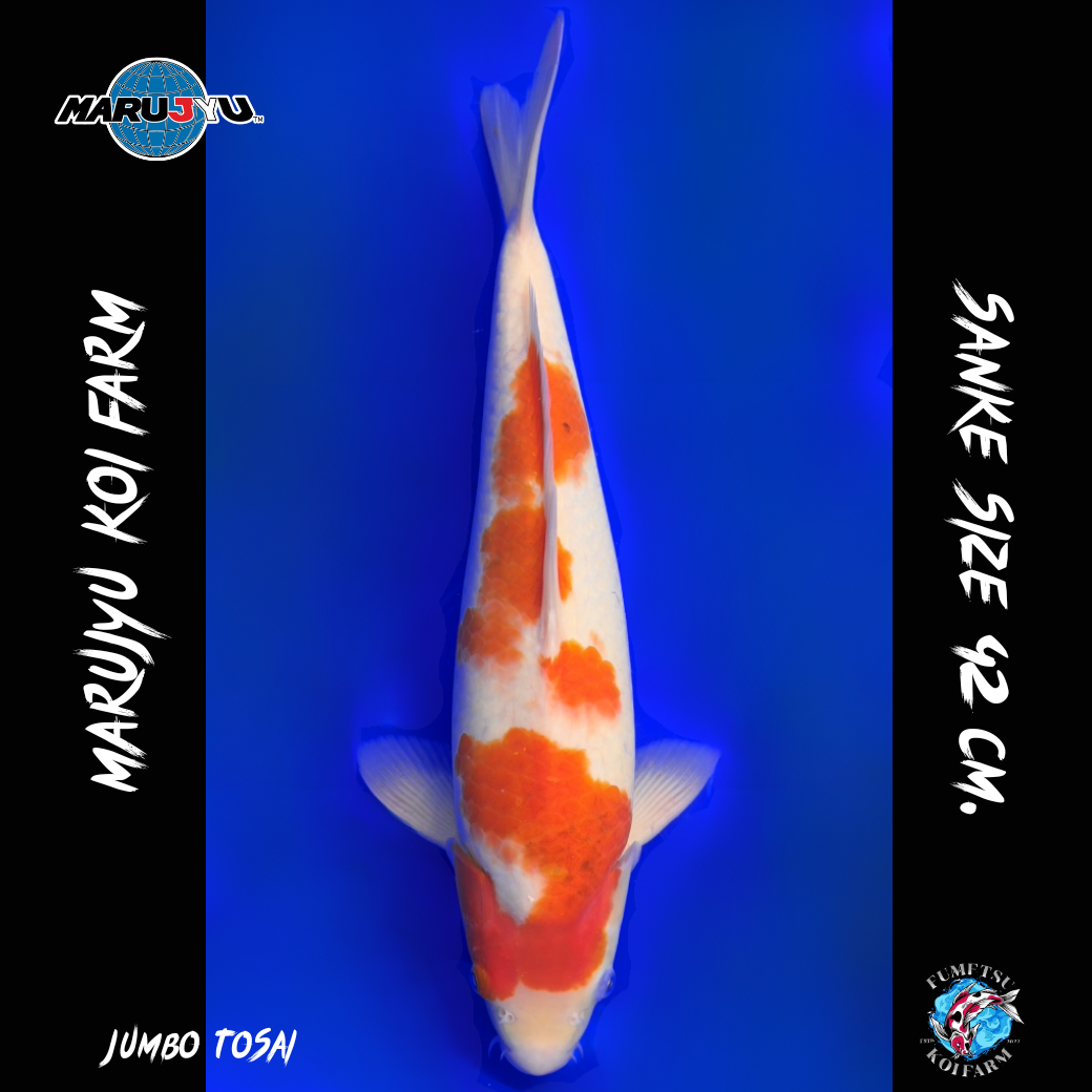 มารูจู จุ๊ดจู๋ (25)