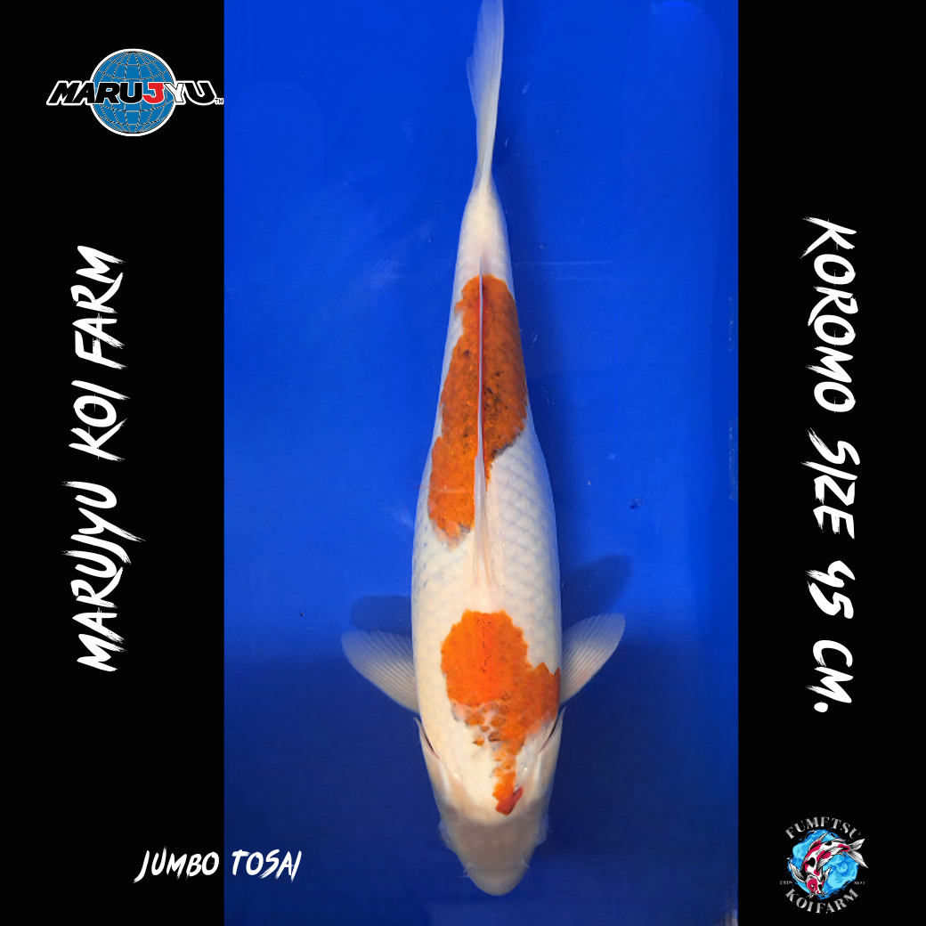 มารูจู จุ๊ดจู๋ (27)