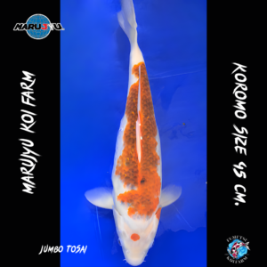 Jumbo Tosai Koromo 45 cm. F12