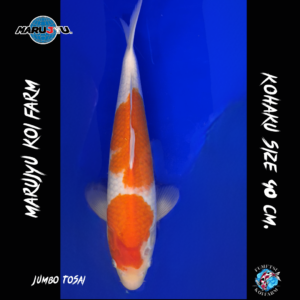 Jumbo Tosai Kohaku 40 cm. F12