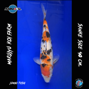 Jumbo Tosai Sanke 40 cm. F12