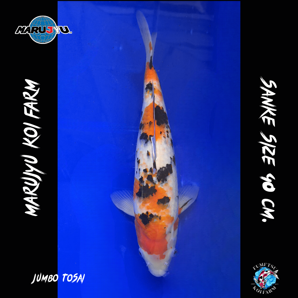 มารูจู จุ๊ดจู๋ (30)