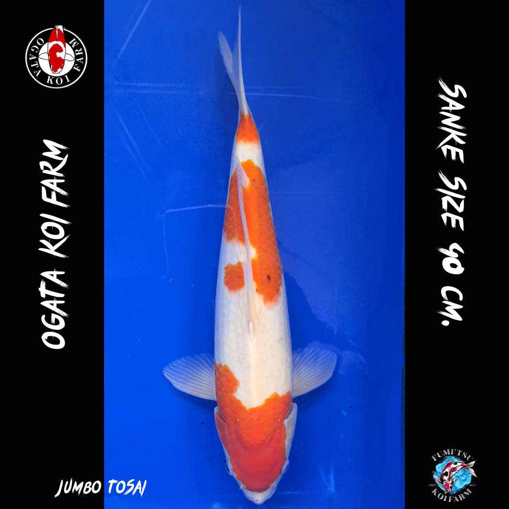 โอกาตะ เตาะแตะ (1)